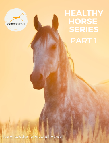 Healthy horse series part 1